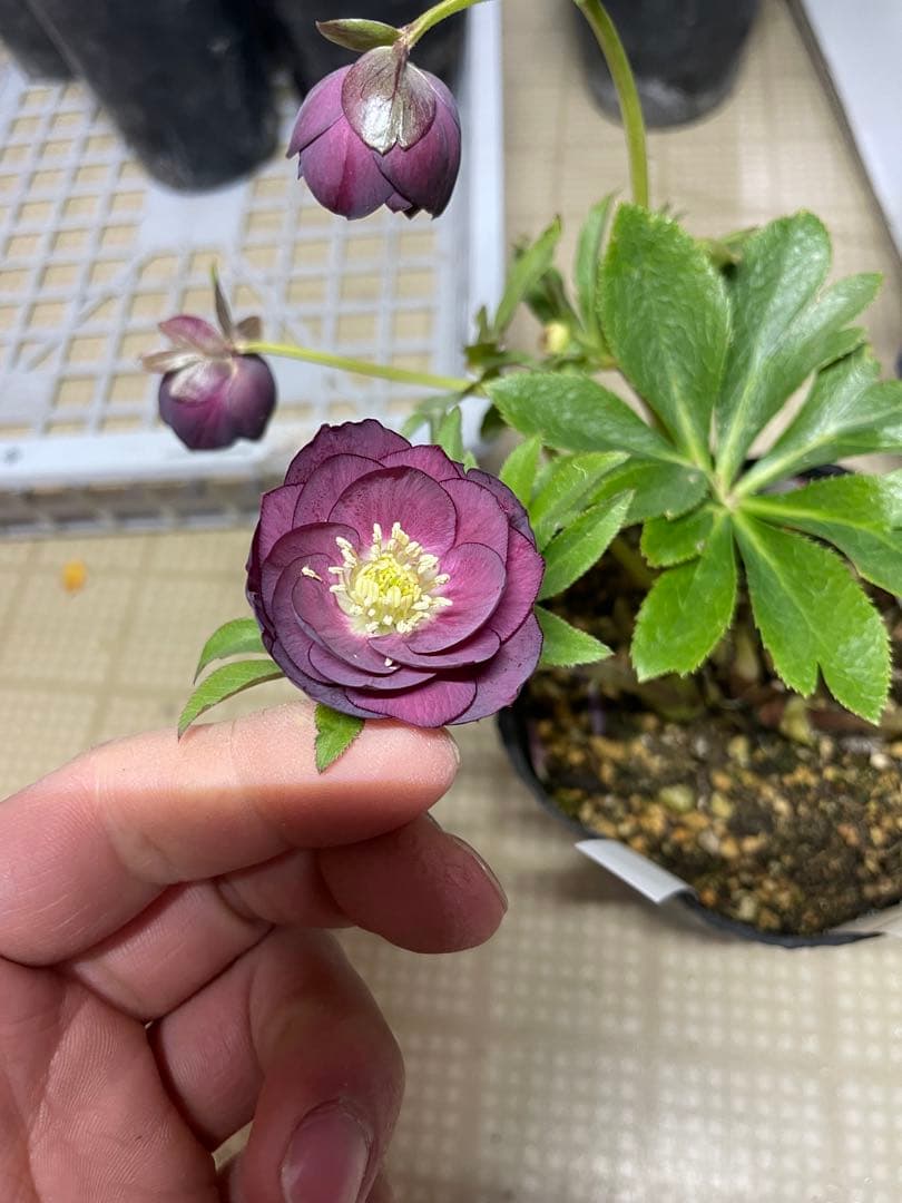 加藤農園 毬姫 クリスマスローズ