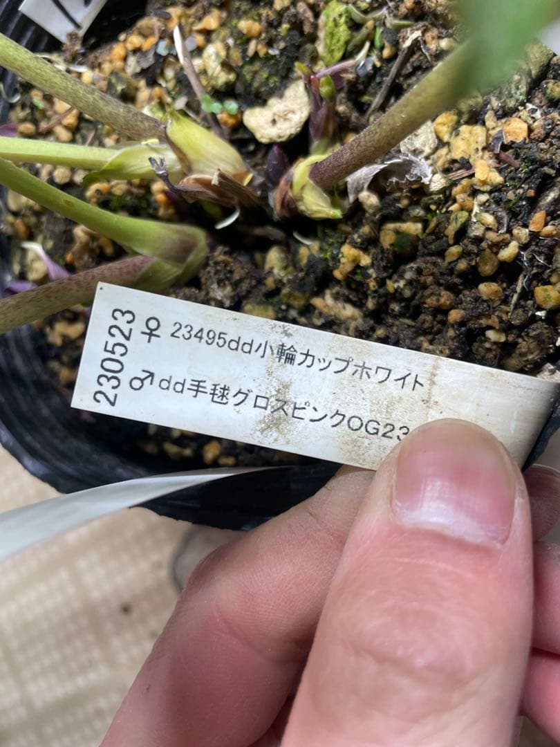 加藤農園 毬姫 クリスマスローズ