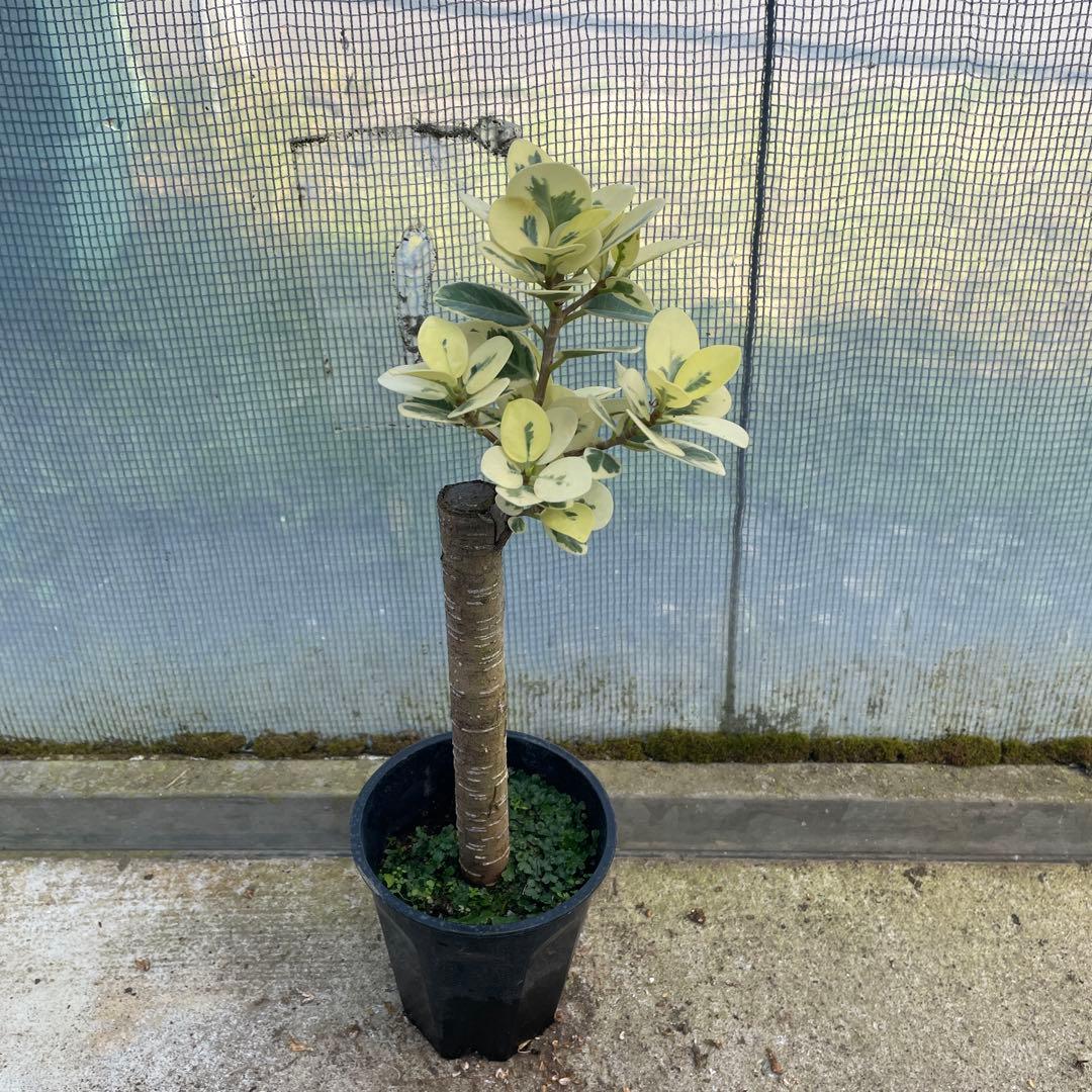 パンダガジュマル　斑入り　希少　３.５号