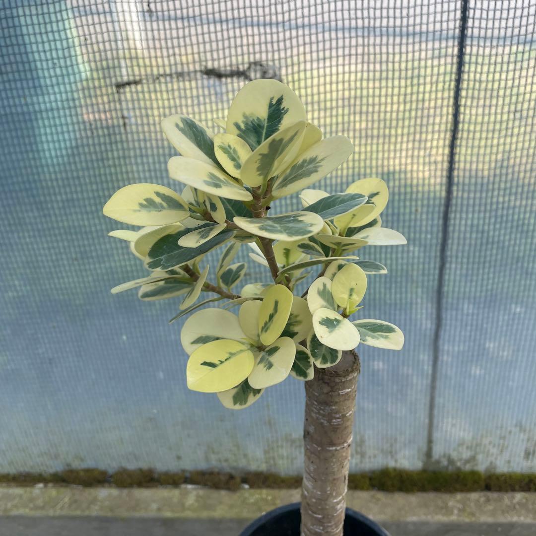 パンダガジュマル　斑入り　希少　３.５号