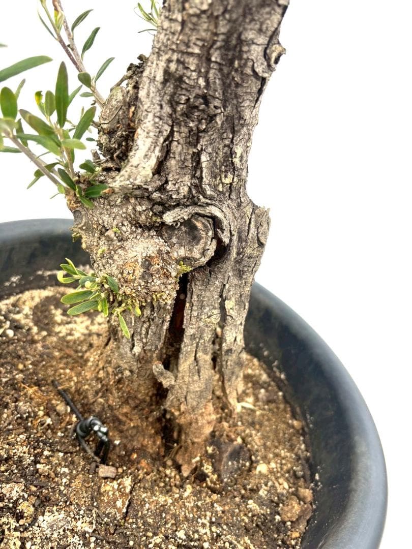 オリーブの木　古木　ネバディロブランコ　10号　約150cm　NO.835　現品
