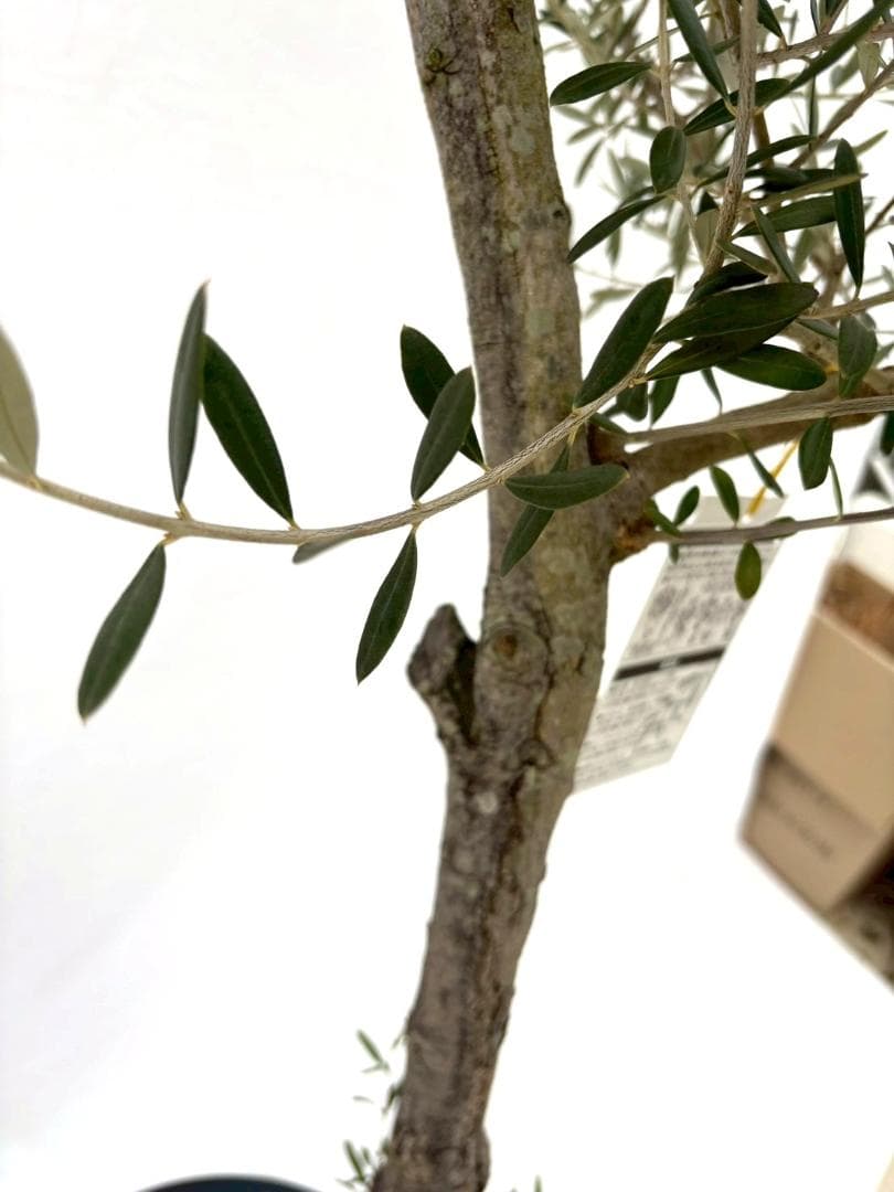 オリーブの木　古木　ネバディロブランコ　10号　約150cm　NO.835　現品