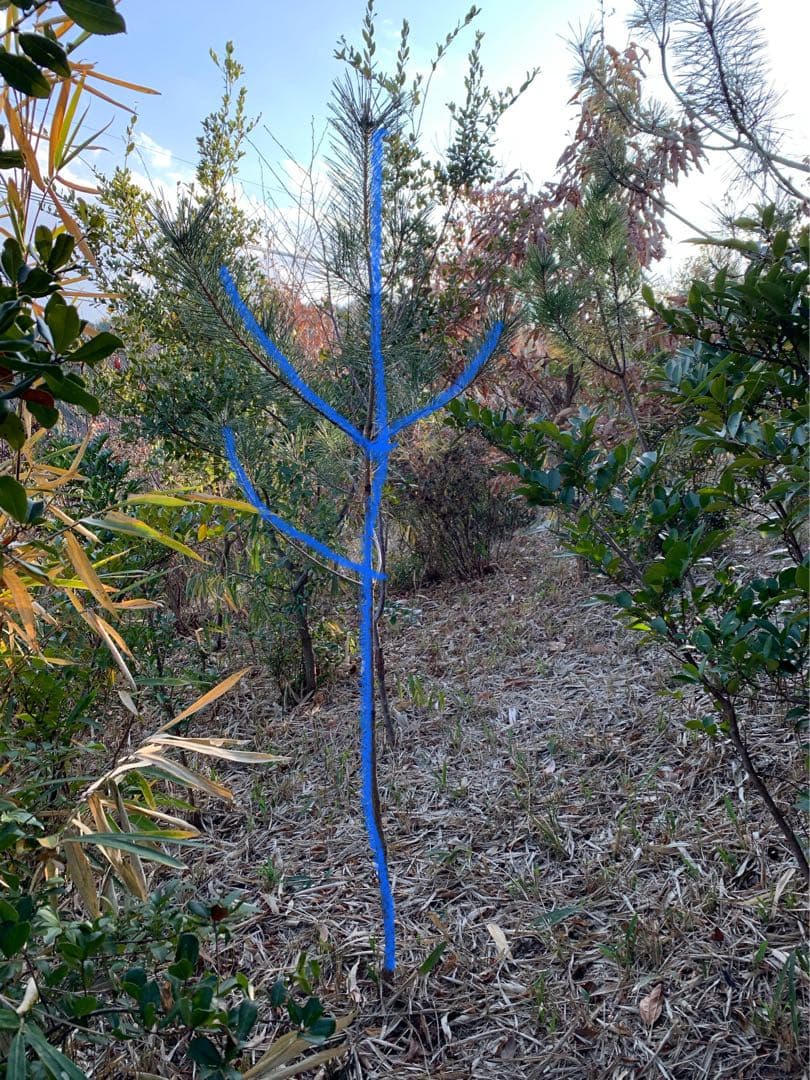 現品　アカマツ　赤松　自然樹形　1.7mほど　山採り　特大苗