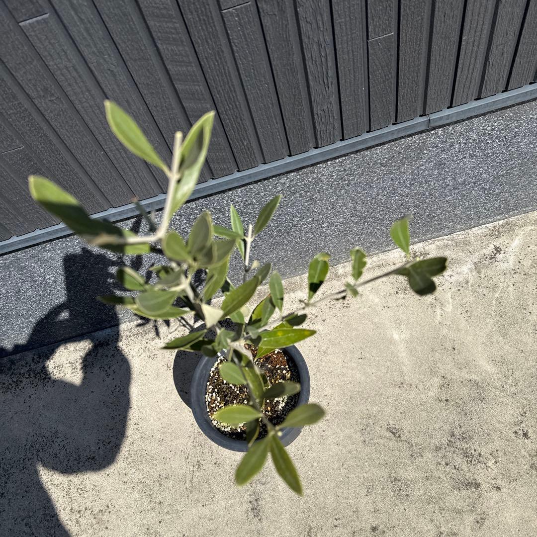 【極上品】カラマタ　オリーブの木　希少　オリーブ