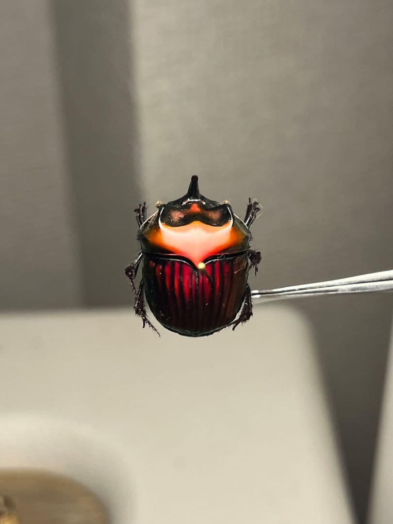 【極美真紅】アカツヤダイコクコガネ フンチュウ糞虫昆虫標本甲虫カミキリ