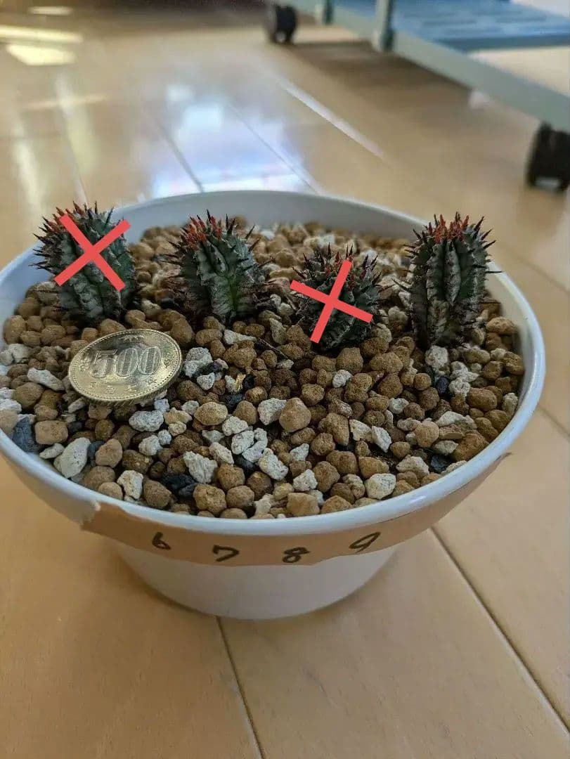 ケンさま専用【ユーフォルビア】 ホリダ宇田ゼブラ子株⑦⑨