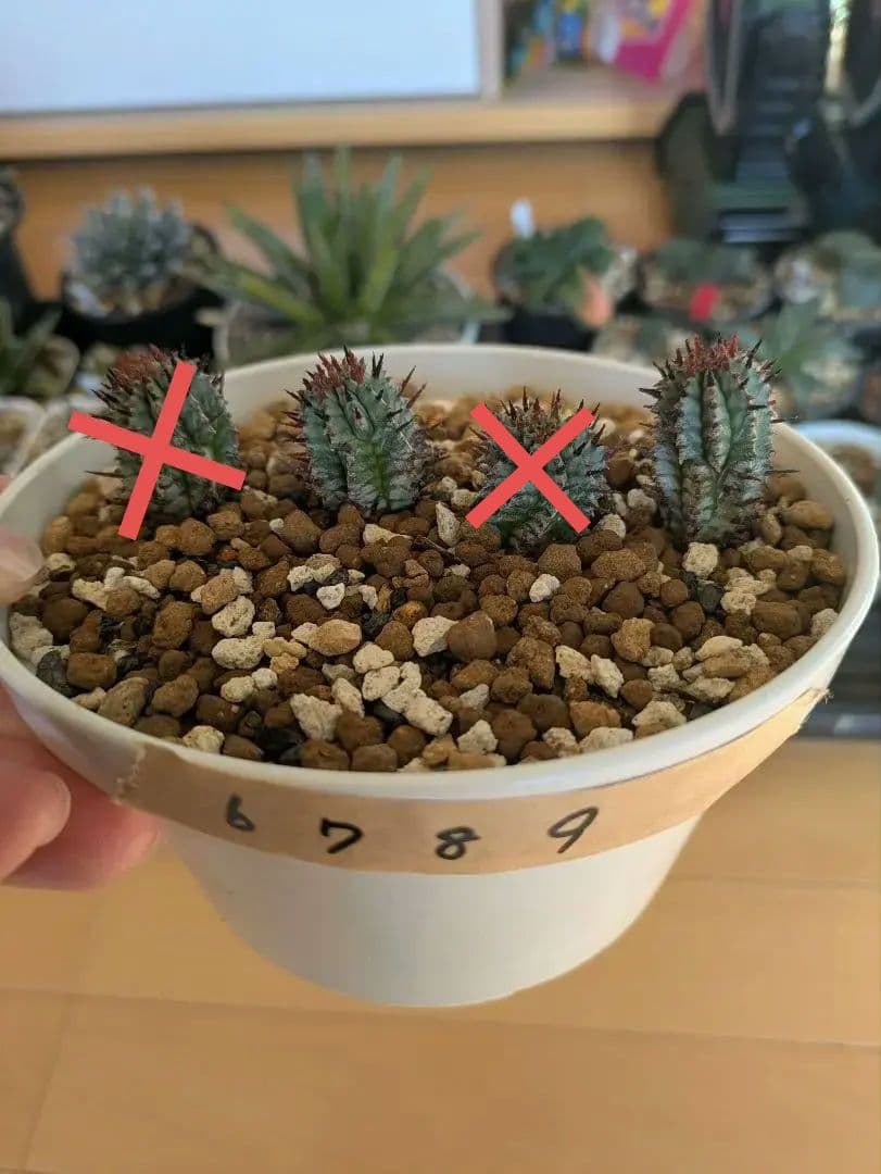 ケンさま専用【ユーフォルビア】 ホリダ宇田ゼブラ子株⑦⑨