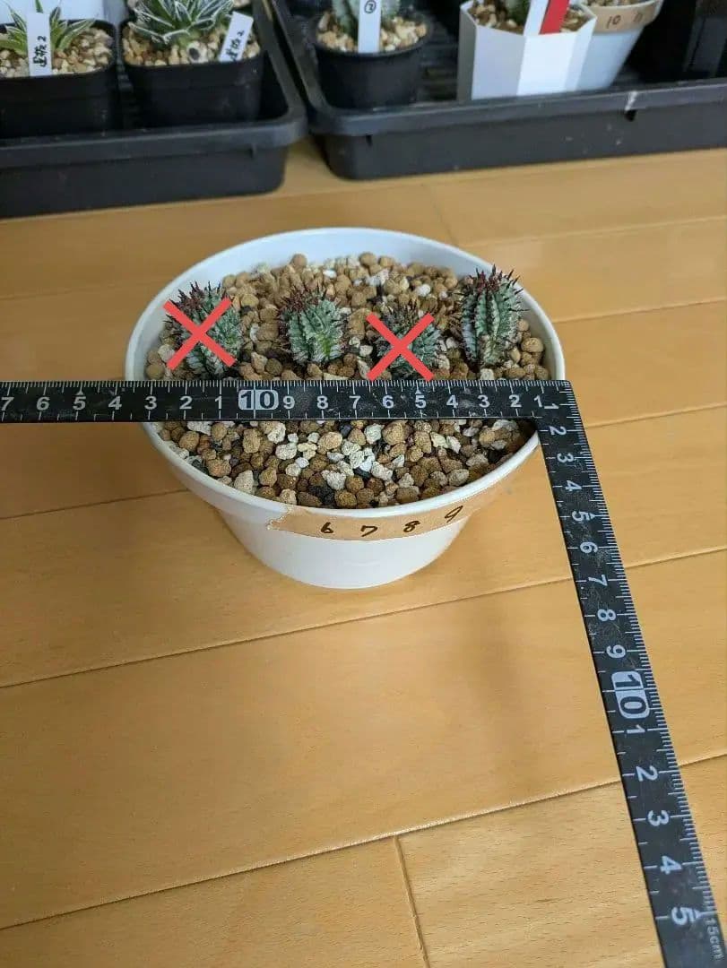 ケンさま専用【ユーフォルビア】 ホリダ宇田ゼブラ子株⑦⑨