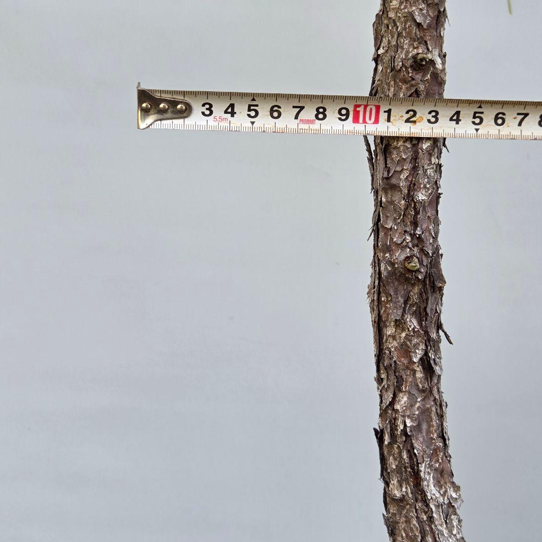 五葉松　[文人風]　大品盆栽