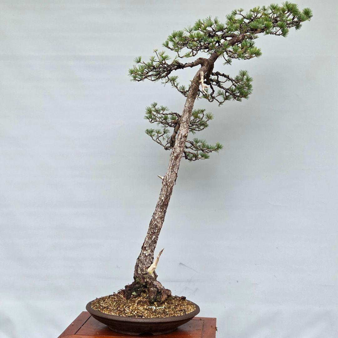 五葉松　[文人風]　大品盆栽