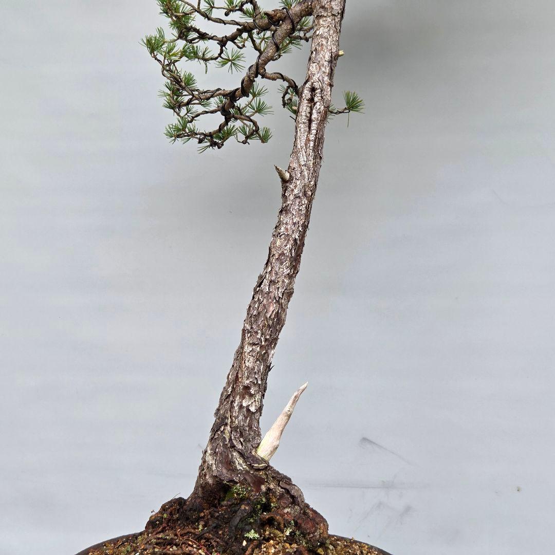 五葉松　[文人風]　大品盆栽