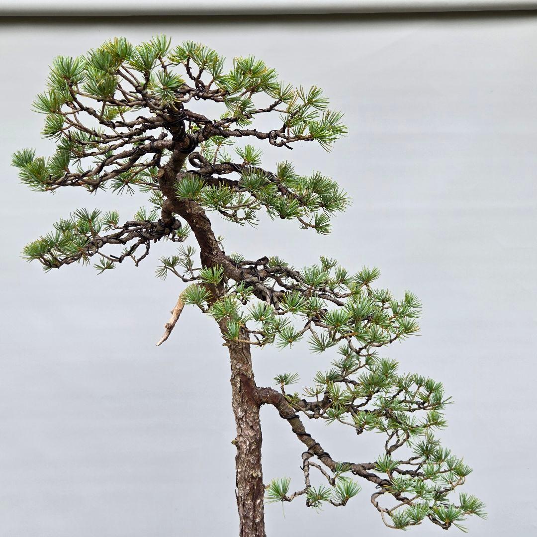 五葉松　[文人風]　大品盆栽