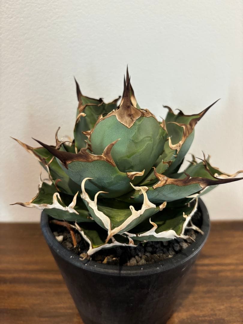 アガベ　ハデス　台湾産