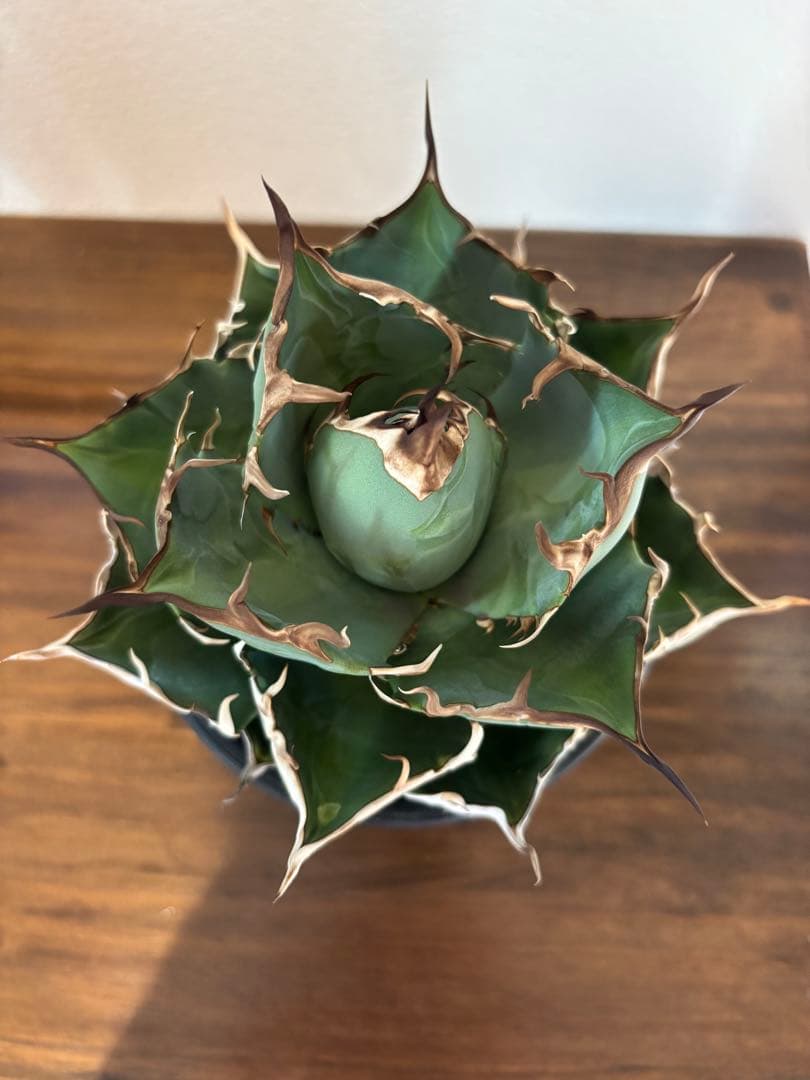 アガベ　ハデス　台湾産