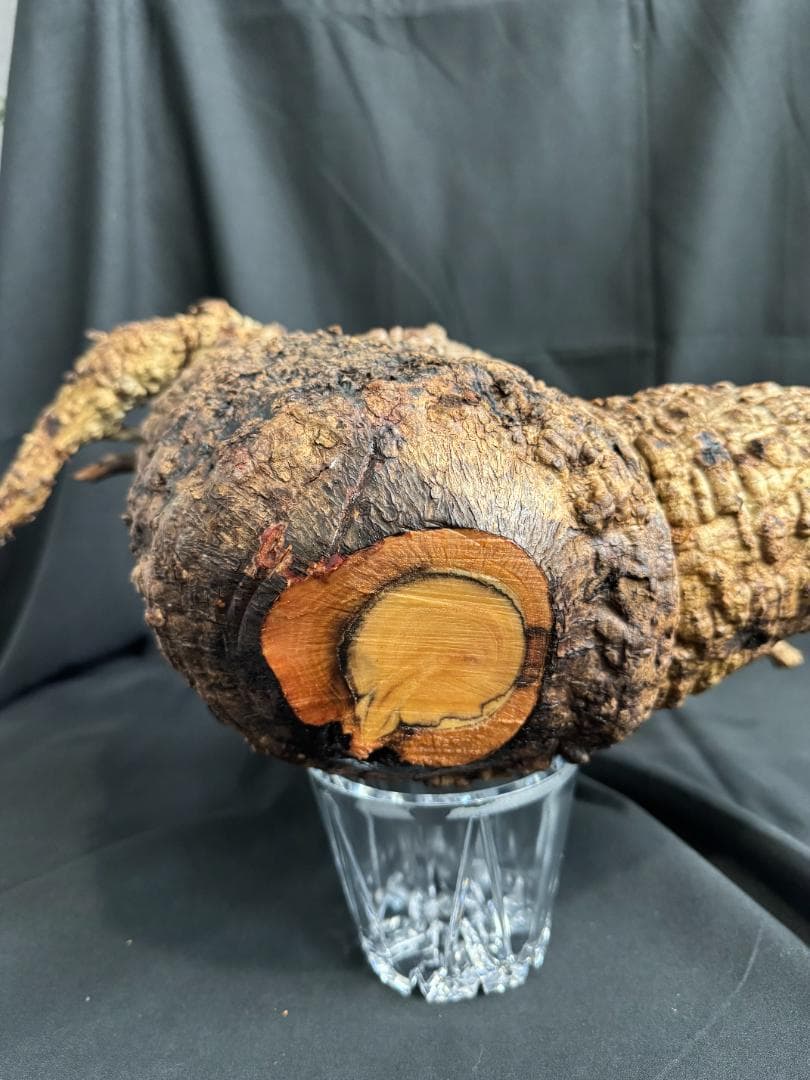 オペルクリカリアパキプス　ベアルート　芽吹きあり