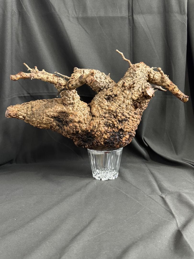 オペルクリカリアパキプス　ベアルート　芽吹きあり