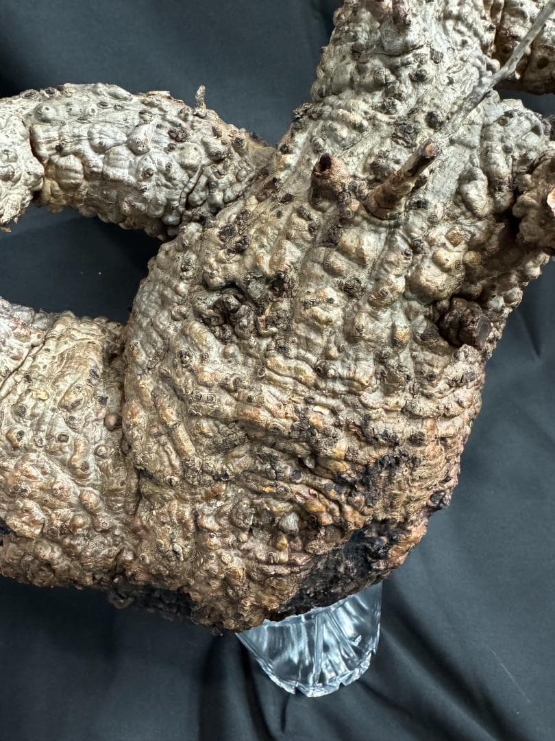 オペルクリカリアパキプス　ベアルート　芽吹きあり