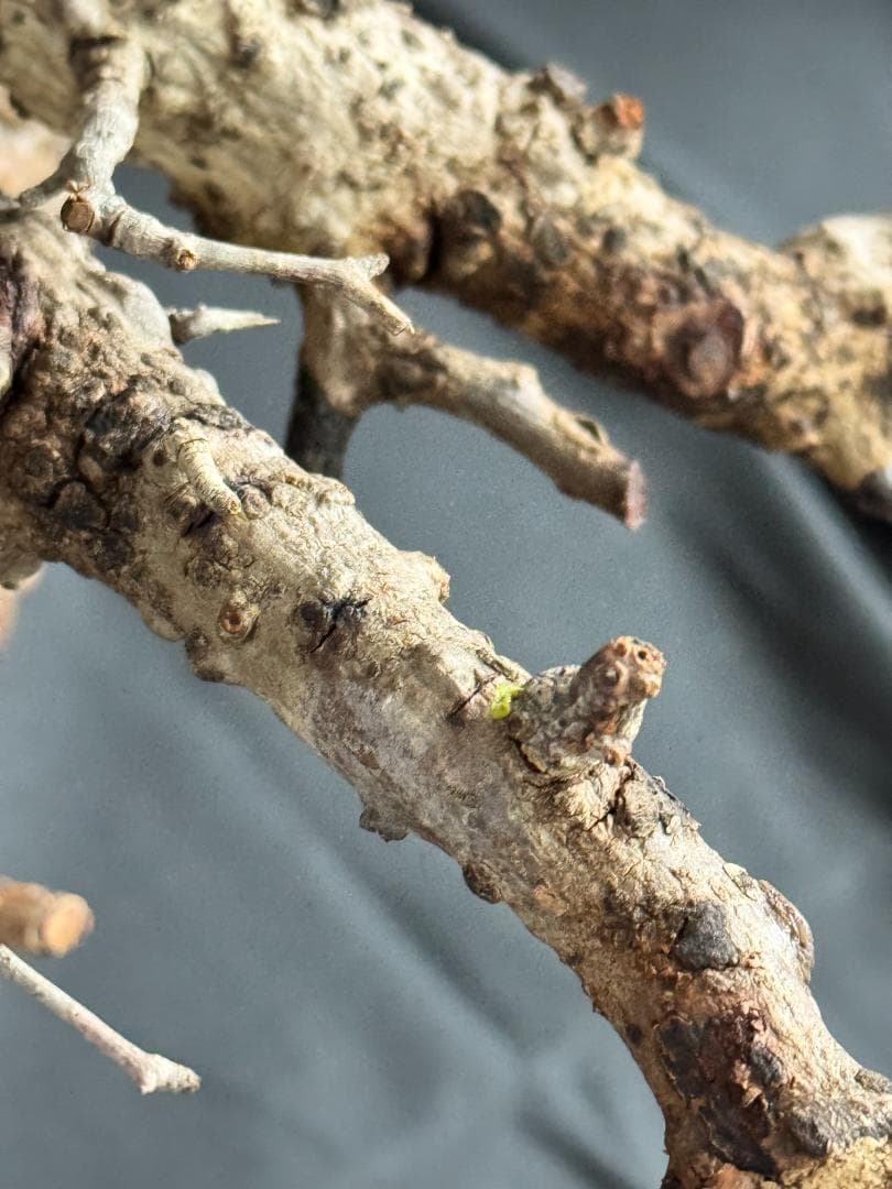 オペルクリカリアパキプス　ベアルート　芽吹きあり