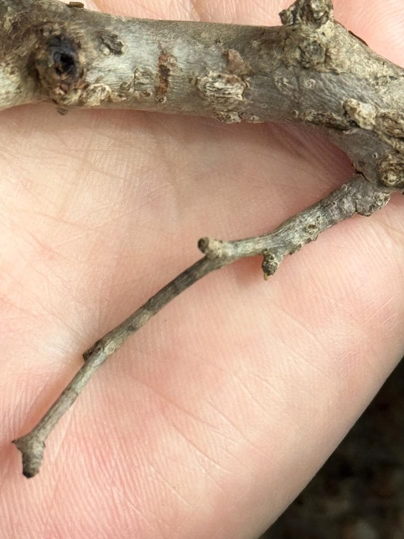 オペルクリカリアパキプス　ベアルート　芽吹きあり