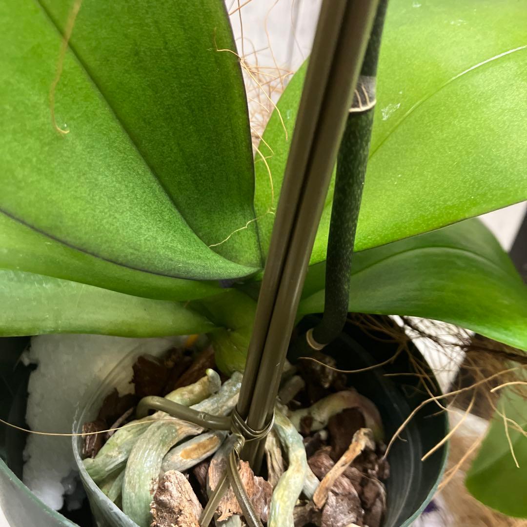 ③正規品　希少品種　胡蝶蘭　コチョウラン　ファレノプシス　ブルージーン　パープル