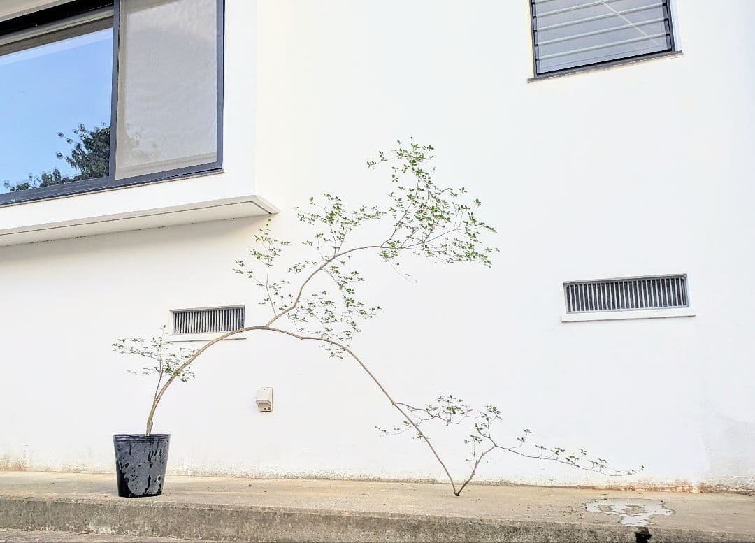 秋の大特価！ 神秘的美しさ。。山採りドウダンツツジ。