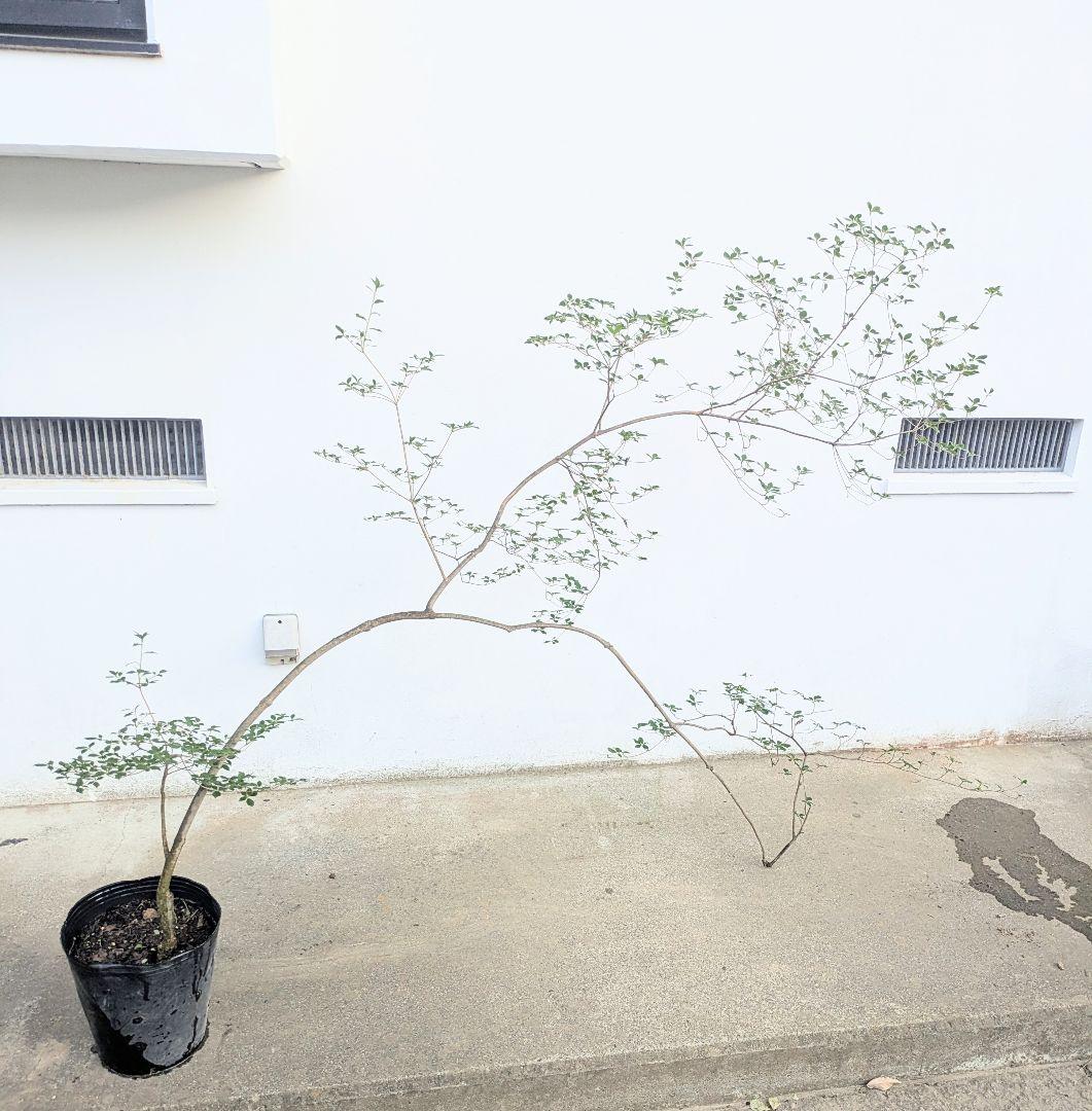 秋の大特価！ 神秘的美しさ。。山採りドウダンツツジ。