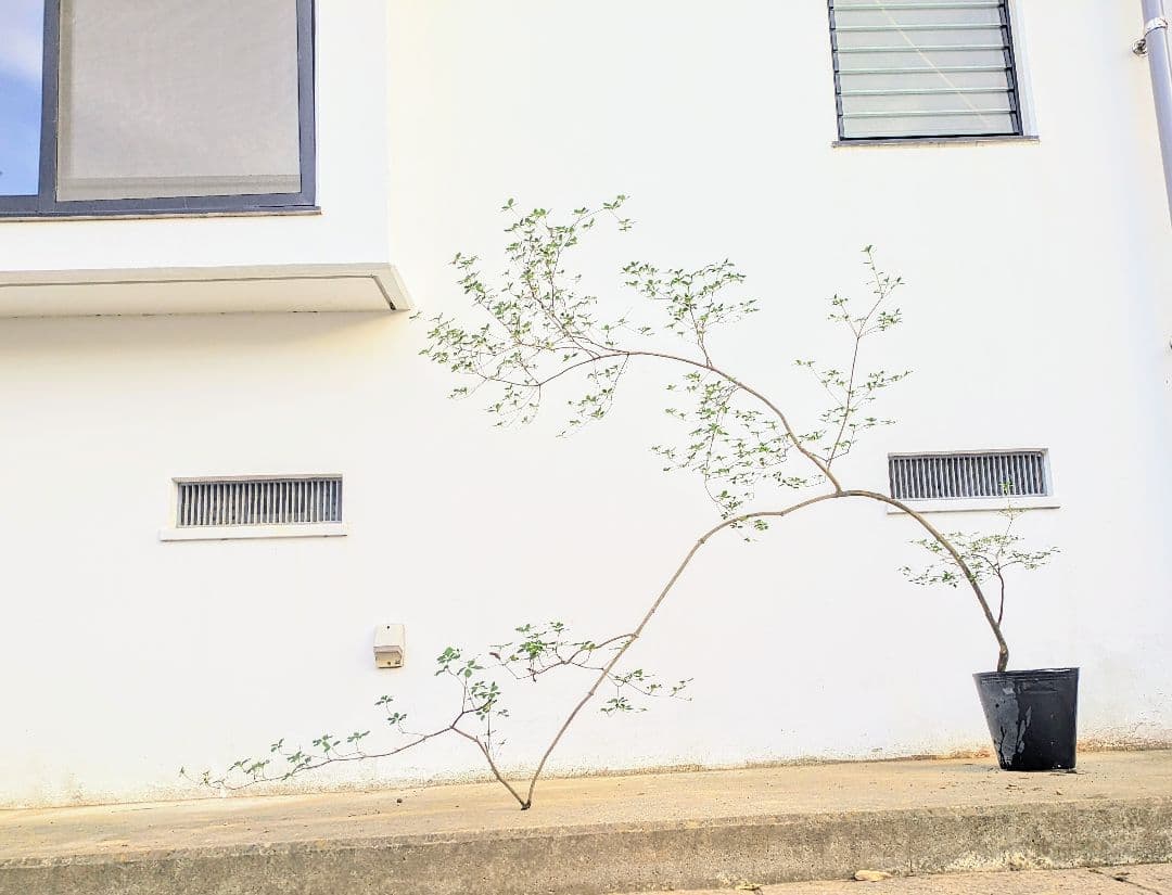 秋の大特価！ 神秘的美しさ。。山採りドウダンツツジ。