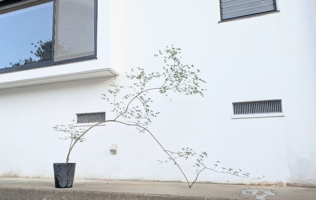 秋の大特価！ 神秘的美しさ。。山採りドウダンツツジ。