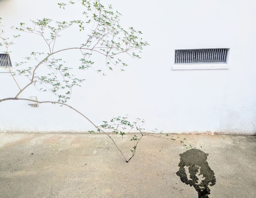 秋の大特価！ 神秘的美しさ。。山採りドウダンツツジ。