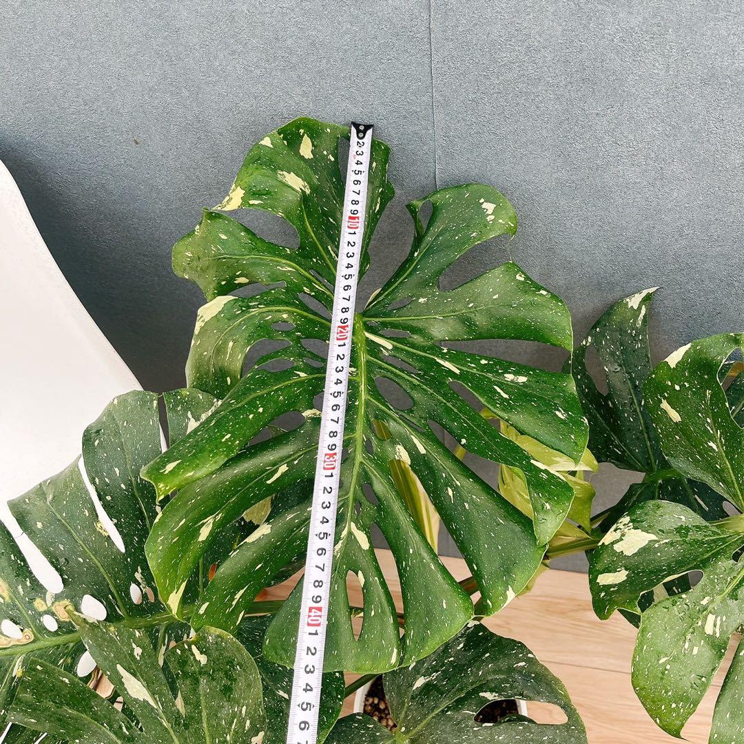 ［現品］【希少】H モンステラデリシオーサ　斑入り　レア　観葉植物　室内　大型