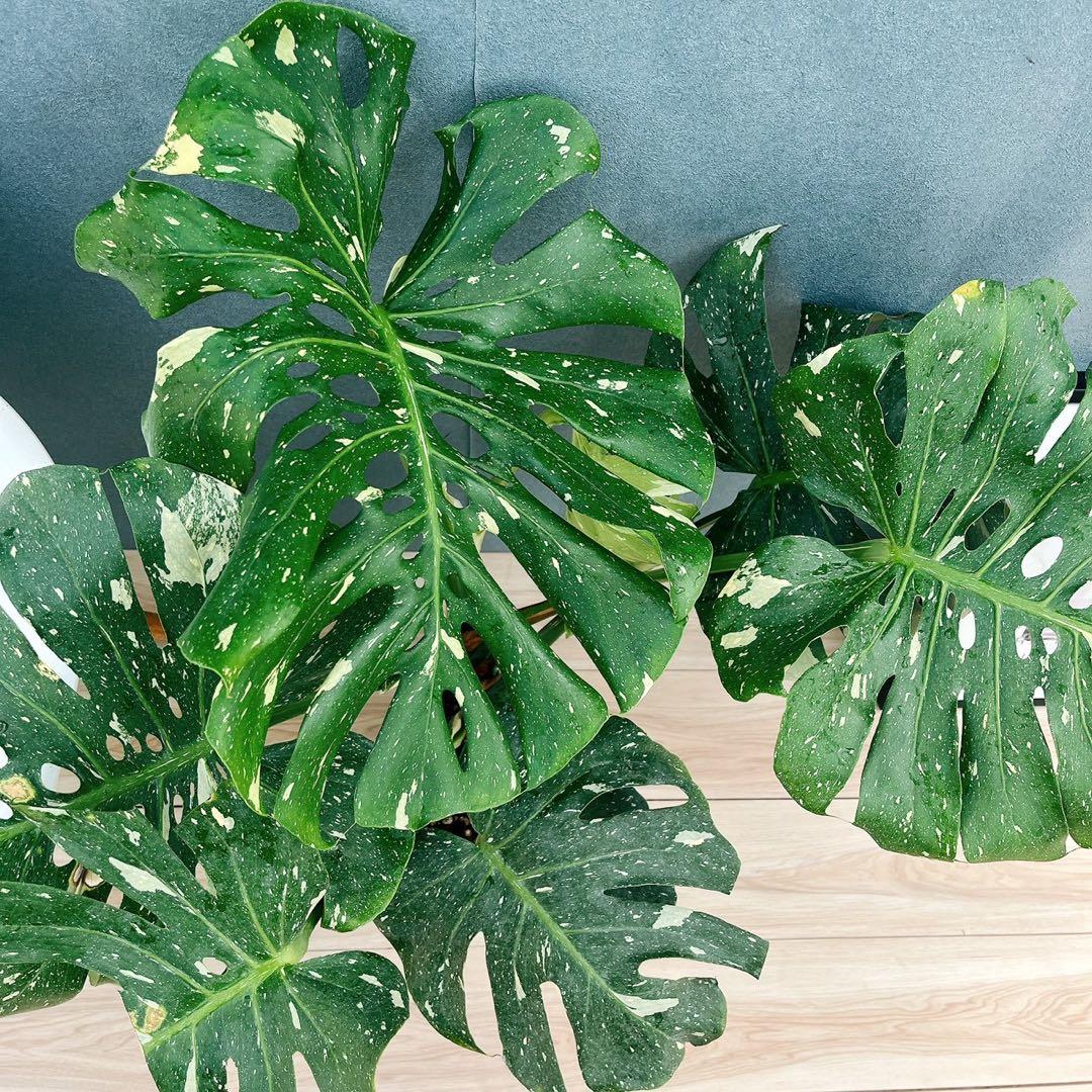 ［現品］【希少】H モンステラデリシオーサ　斑入り　レア　観葉植物　室内　大型