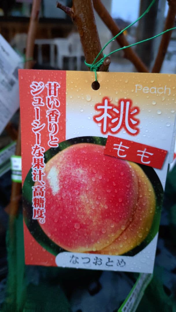 桃の苗木登録品種「なつおとめ」2年生＆甘柿品種輝太郎２年生セット販売品！