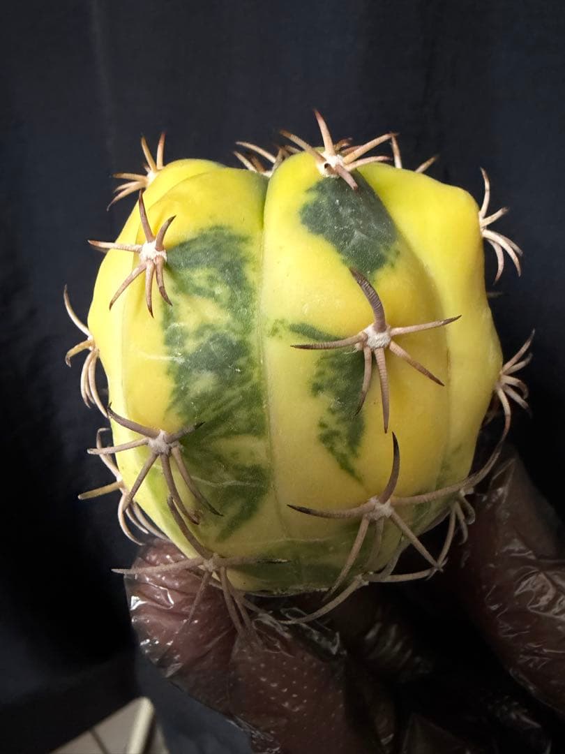 国内実生苗　接おろしエキノカクタス尖紅丸錦◇太平丸　多肉サボテン斑入りハオルチア