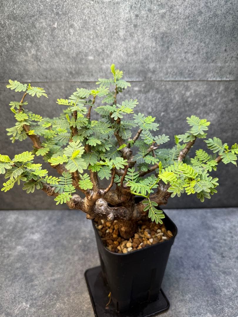 センナ　メリディオナリス　海外実生　発根済み　356