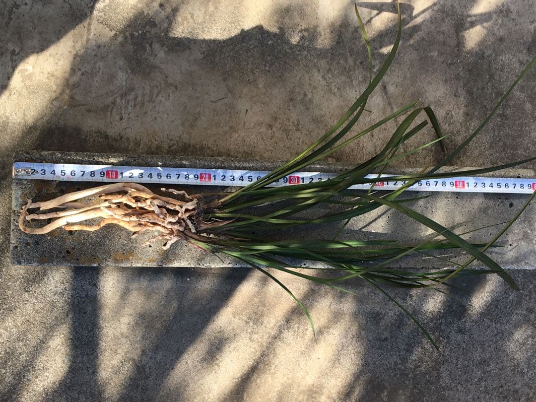 中国四川蘭　水晶紅素　7本立　花芽1