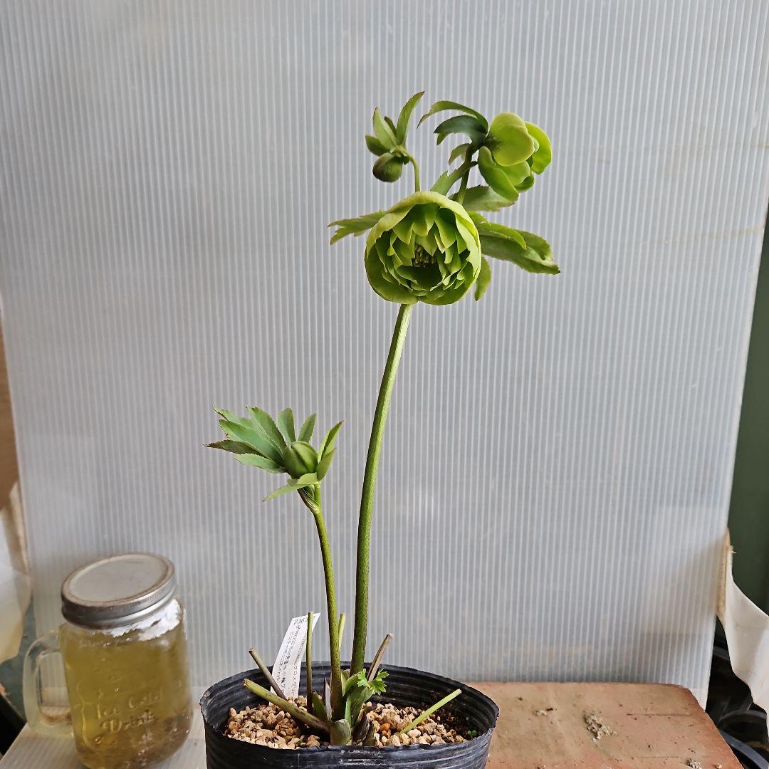 ㉖-502クリスマスローズ