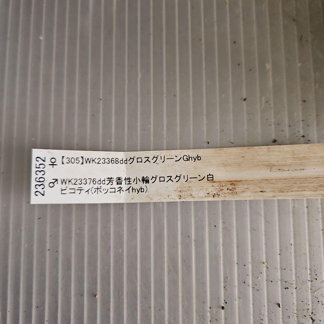 ㉖-502クリスマスローズ