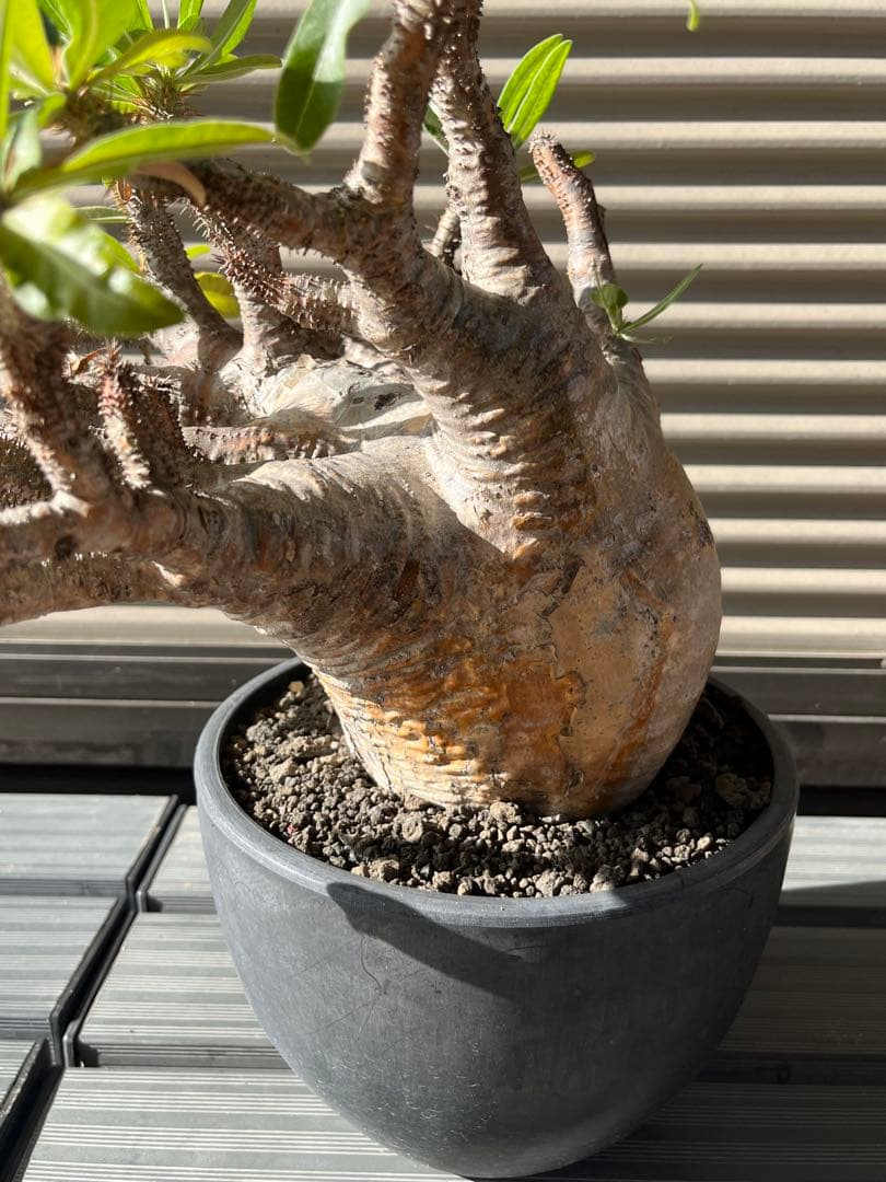 ラスト大幅値下げ　【綴化】 特大 グラキリス 現地球