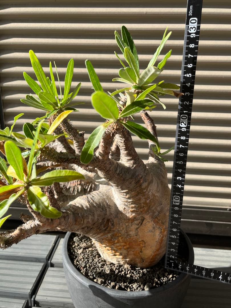 ラスト大幅値下げ　【綴化】 特大 グラキリス 現地球