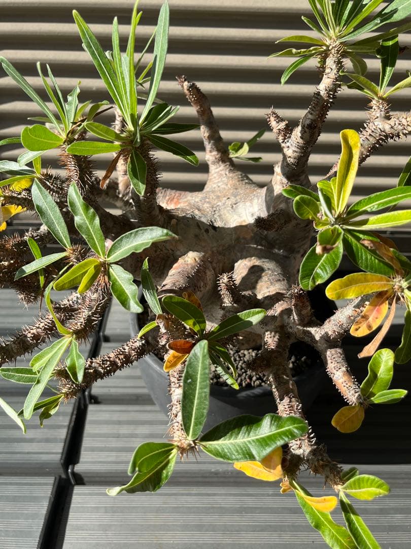 ラスト大幅値下げ　【綴化】 特大 グラキリス 現地球