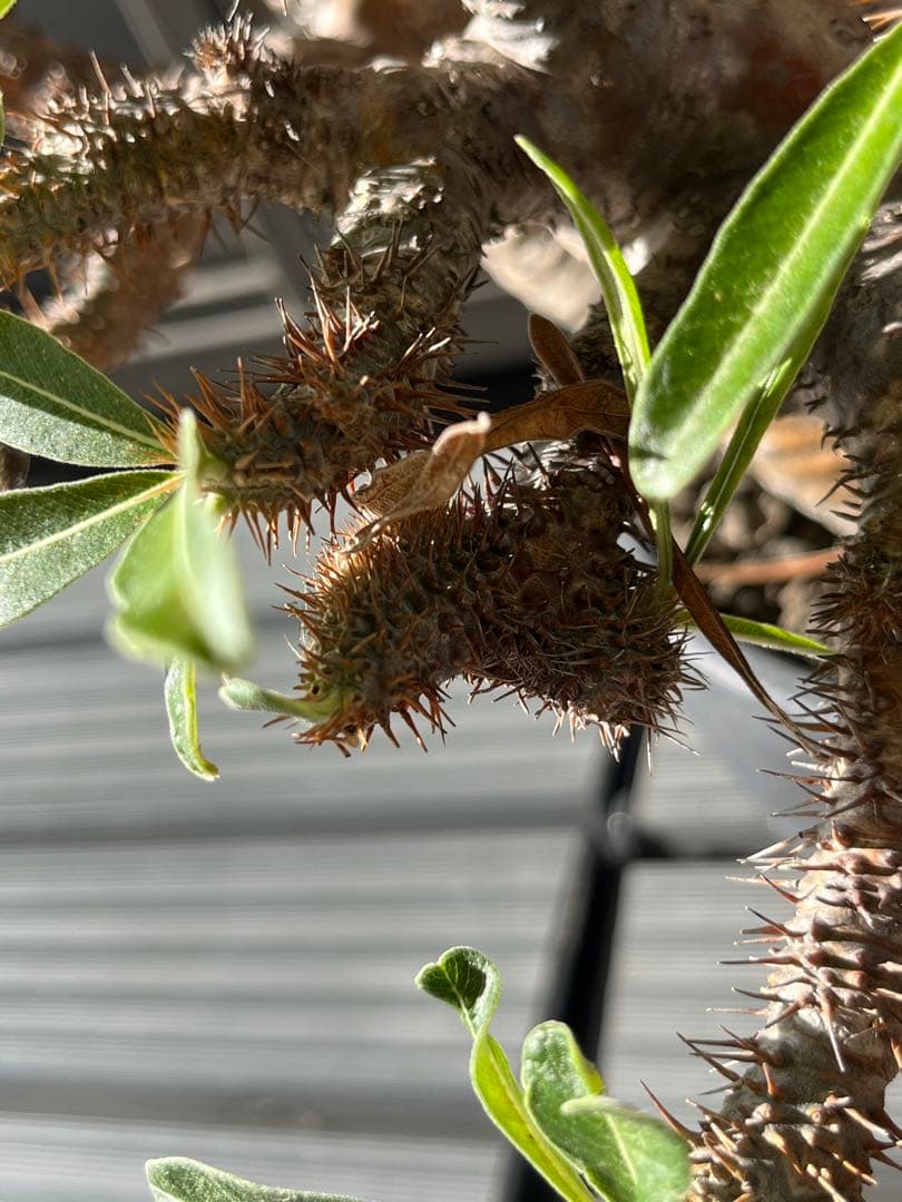 ラスト大幅値下げ　【綴化】 特大 グラキリス 現地球