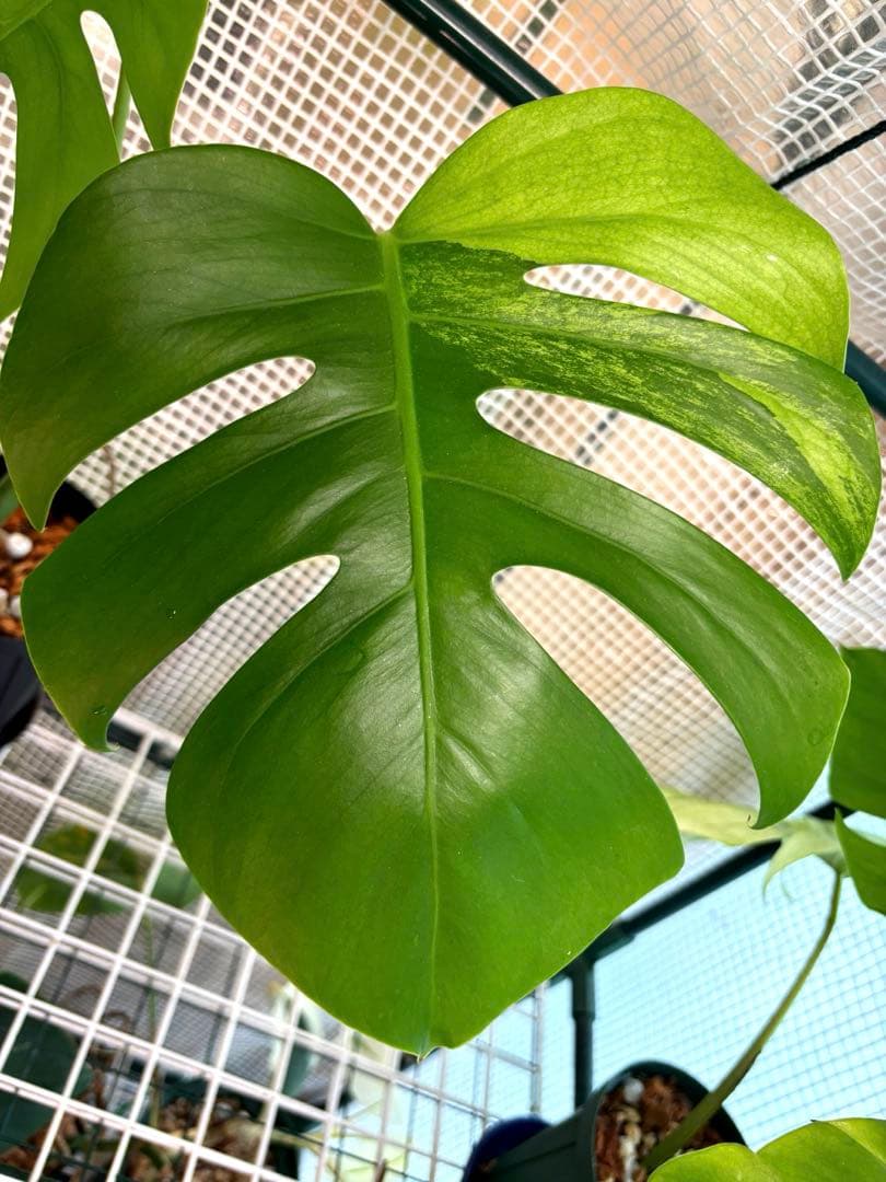 極上　モンステラ　セブブルーフルミント\"Ocean\"　安定美斑　斑入り