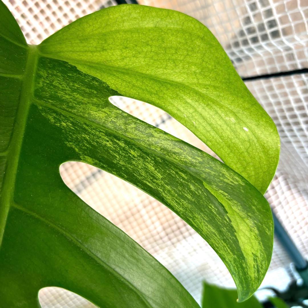 極上　モンステラ　セブブルーフルミント\"Ocean\"　安定美斑　斑入り