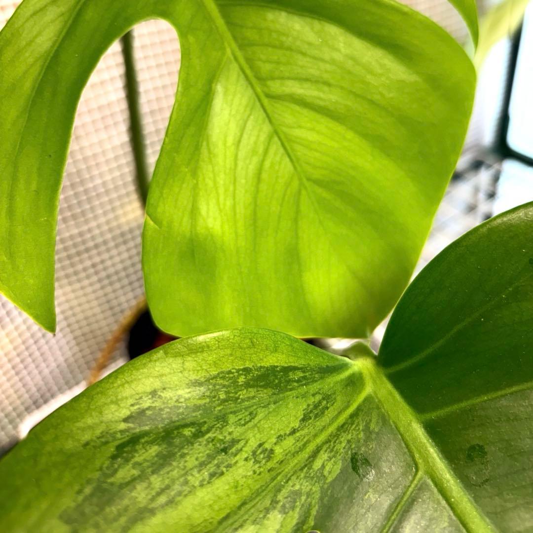 極上　モンステラ　セブブルーフルミント\"Ocean\"　安定美斑　斑入り