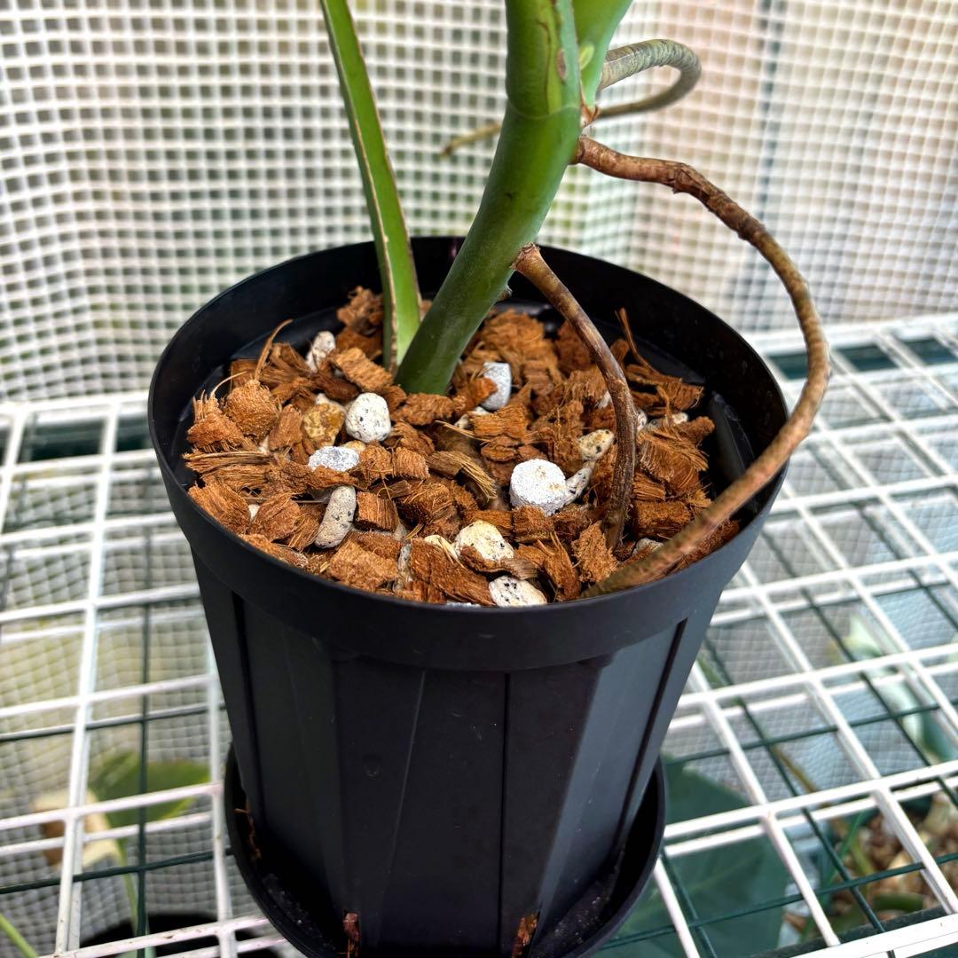 極上　モンステラ　セブブルーフルミント\"Ocean\"　安定美斑　斑入り