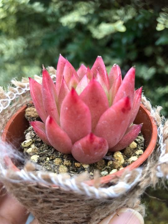 多肉植物 赤い子♡ラスト！