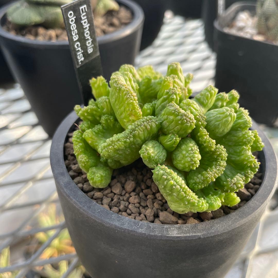ユーフォルビア オベサ 綴化タイプ 2.5号プラ鉢