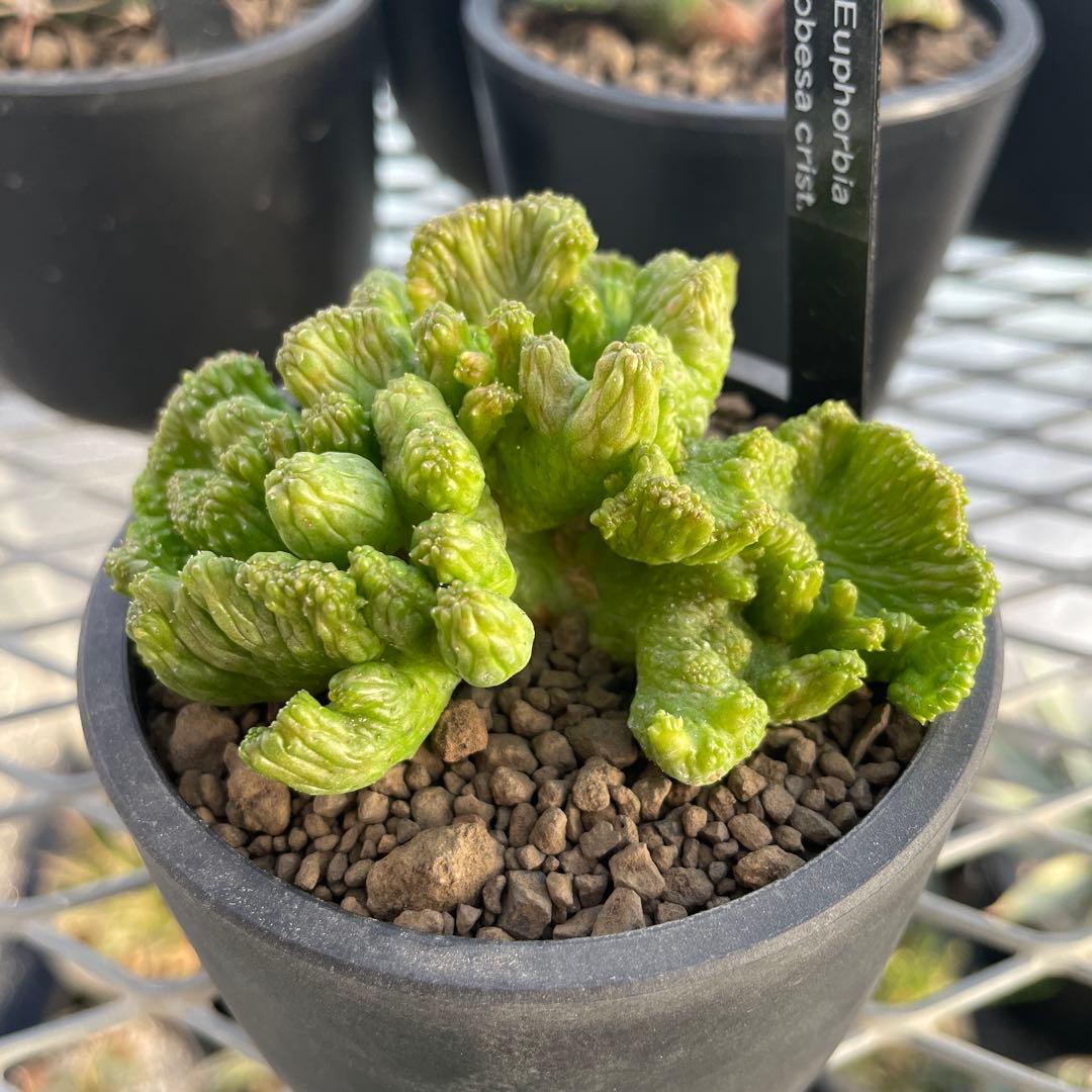 ユーフォルビア オベサ 綴化タイプ 2.5号プラ鉢