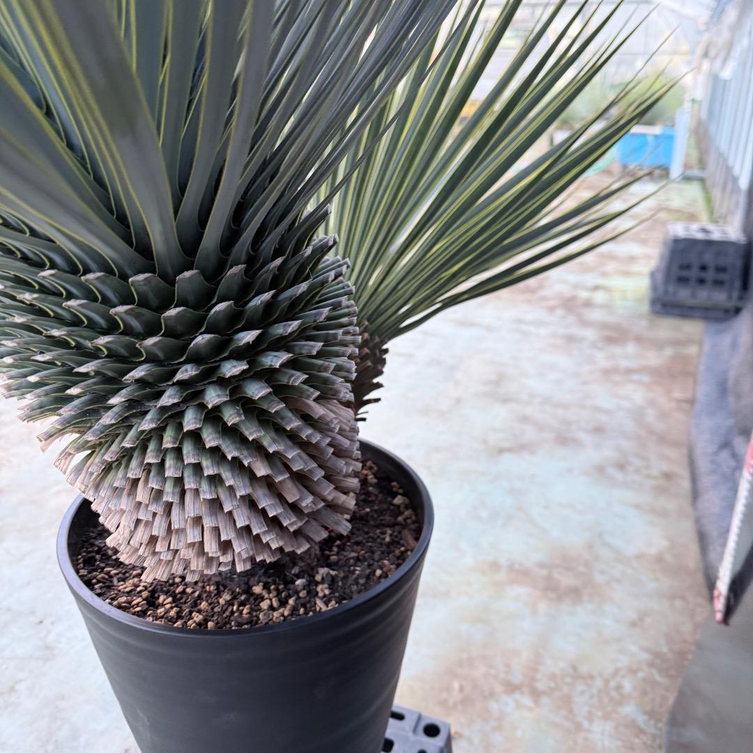 J*7様 【AL1108】ユッカ　ロストラータ　ダブルヘッド　極太　シルバーブル