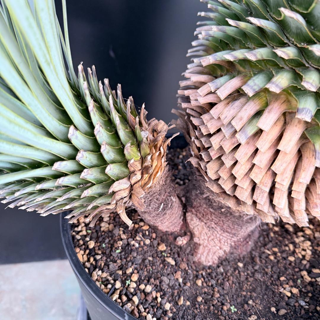 J*7様 【AL1108】ユッカ　ロストラータ　ダブルヘッド　極太　シルバーブル